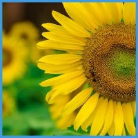 해바라기 썬플라워 sunflower 꽃 행운 복 그림 파르텔 벽지 시트지 롤스크린