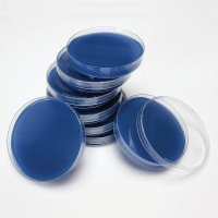 배양배지 (BHI Agar Plate)- 1개