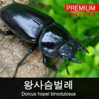 생물샘라인 누대 왕사슴벌레 암컷 51mm