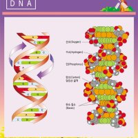 DNA 과학실 학교롤스크린