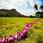 준비물미국 패키지 여행정보 하와이 일급 와이키키리조트 4월말 프로모션 자유 패키지여행사