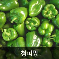 약수농장 국내산 청피망 10kg  1박스  10kg(상)