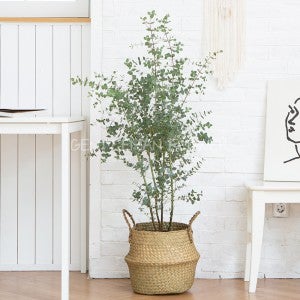 유칼립투스 (RM_2s2005)