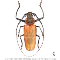 아르밀라투스장수하늘소 한쌍 [S28] Callipogon armillatus