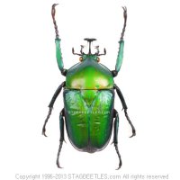 데르비아나뿔꽃무지 [S22] Dicronorhina derbyana oberthueri