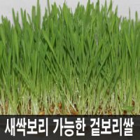 새싹용223년산 (겉보리20kg/질금용/보리차/가축먹이사료 양어장등