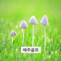 에코랜드 우리들 골프텔(2인플레이 /스프링데일cc 스프링데일CC골프텔 스프링베일cc