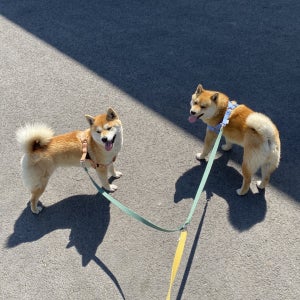 글로펫 트윈줄🐾두마리 리드줄 강아지산책줄, 글로펫 GLOPET