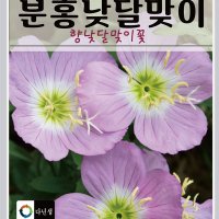 분홍낮달맞이꽃 400립/가을파종꽃씨/꽃씨