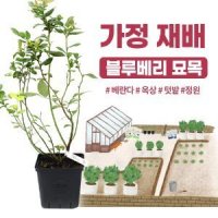 [가정 재배 추천] 블루베리 나무