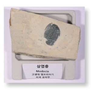 삼엽충 (HS-1101)