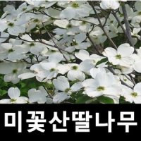 미꽃산딸나무 묘목 흰꽃 R8cm 차량비별도