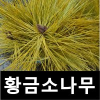 황금소나무 묘목 슈퍼골드 접목1년