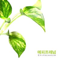 헬로아쿠아 수경식물-마블 스킨답서스 2촉-수질정화 베타침대 실내 공기정화