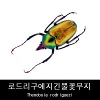 로드리구에지긴뿔꽃무지표본 Theodosia rodriguezi