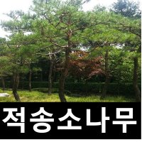 적송소나무 묘목 실생1년 20주묶음