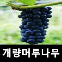 개량머루나무 묘목 결실주