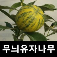 유자나무 묘목 무늬유자 결실주 화분묘