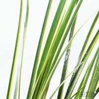 수경식물 무늬 석창포 테라리움용 실내 공기정화 헬로아쿠아