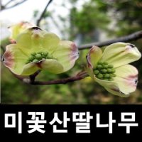 미꽃산딸나무 묘목 노랑잎산딸 접목1년