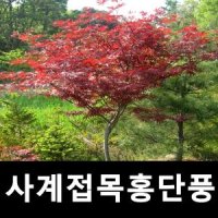 사계접목홍단풍나무 묘목 H1 0- 1 2m