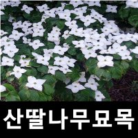 산딸나무 묘목 실생3년 6주묶음