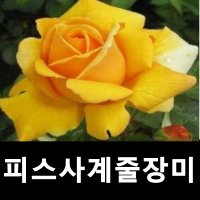 피스사계덩굴장미 피스줄장미 대품