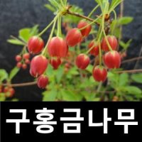 단풍철쭉나무 묘목 구홍금 삽목2년 4주묶음