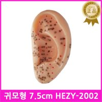 귀모형 귀경혈모형 티침 이침 한의원 인체모형 실습모형 HEZY-2002 7