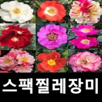 스팩찔레장미나무 묘목 미드나이트선 P14포트묘