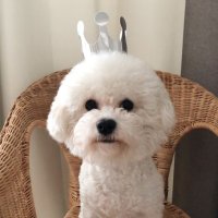 고양이 강아지 생일 모자 왕관 고깔