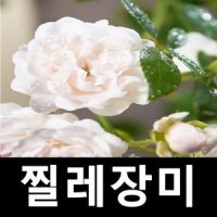 찔레장미나무 묘목 크리스탈페어리 P14포트