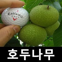 호두나무 묘목 왕호두 신거풍호두 포트묘