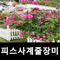 피스사계덩굴장미 피스줄장미 1-2지