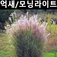 억새 모닝라이트 다년생 포트묘 5개 야생화