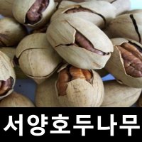 서양호두나무 묘목 피칸 스튜어트 접목1년