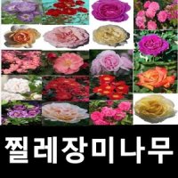 찔레장미나무 묘목 플로리아나 향수장미 P14포트