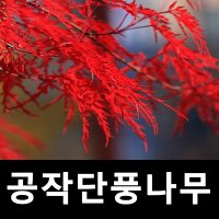 공작단풍나무 묘목 고접