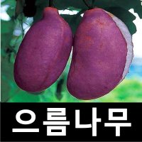 으름나무 묘목 홍화으름 대과종 삽목1년포트 5개묶음