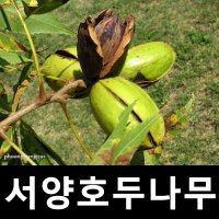 서양호두나무 묘목 피칸 실생2년 2주묶음