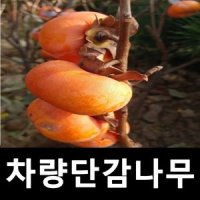 감나무 묘목 차량단감 R6cm 차량비별도