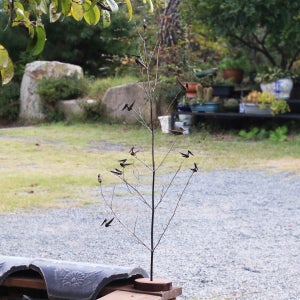 대나무 솟대 오죽, 죽향다원 공방