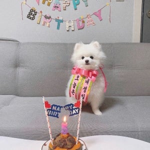 [무료배송] 찰리롤리 댕냥화환 내새끼도 화환쓴다개
