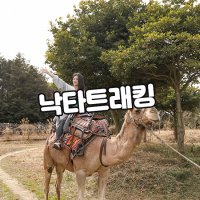 브이패스 제주 낙타트래킹+먹이주기체험 / 제주도 서귀포 여행 이색 체험 입장권 프리패스