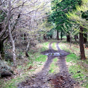 호텔더본 스탠다드더블 2인조식 테슬라S90D 2박3일제주도항공권 에어텔항공