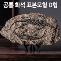 공룡 화석 표본모형 D형