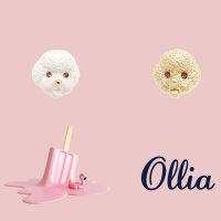 ollia 비숑 핀브로치 뱃지/브로치