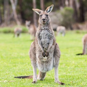 멜버른 투어 그레이트오션로드, 퍼핑빌리, 필립아일랜드 3콤보