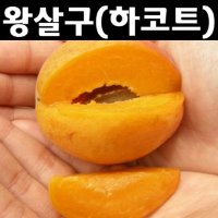 왕살구 하코트 접목1년 특 뿌리 5개 나무 묘목 과실수 유실수