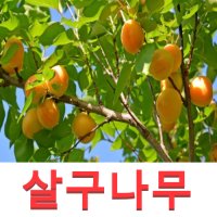 성실G 살구나무묘목 하코드 접목1년 3그루